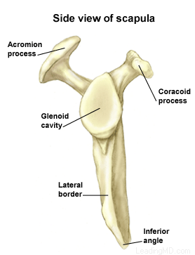 Bones And Joints The Four Bones Of The Shoulder The Humerus Is The Upper Arm Bone This Is The Ball Of The Shoulder S Ball And Socket Joint The Scapula Is The Flat Triangular Bone Commonly Called The Shoulder Blade Prominent Areas Of The Scapula Serve